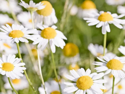 Camomile bath